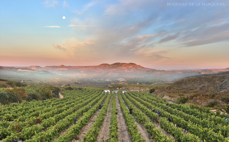 Viñedos y Bodegas de la Marquesa a vinice v Rioja Alavesa