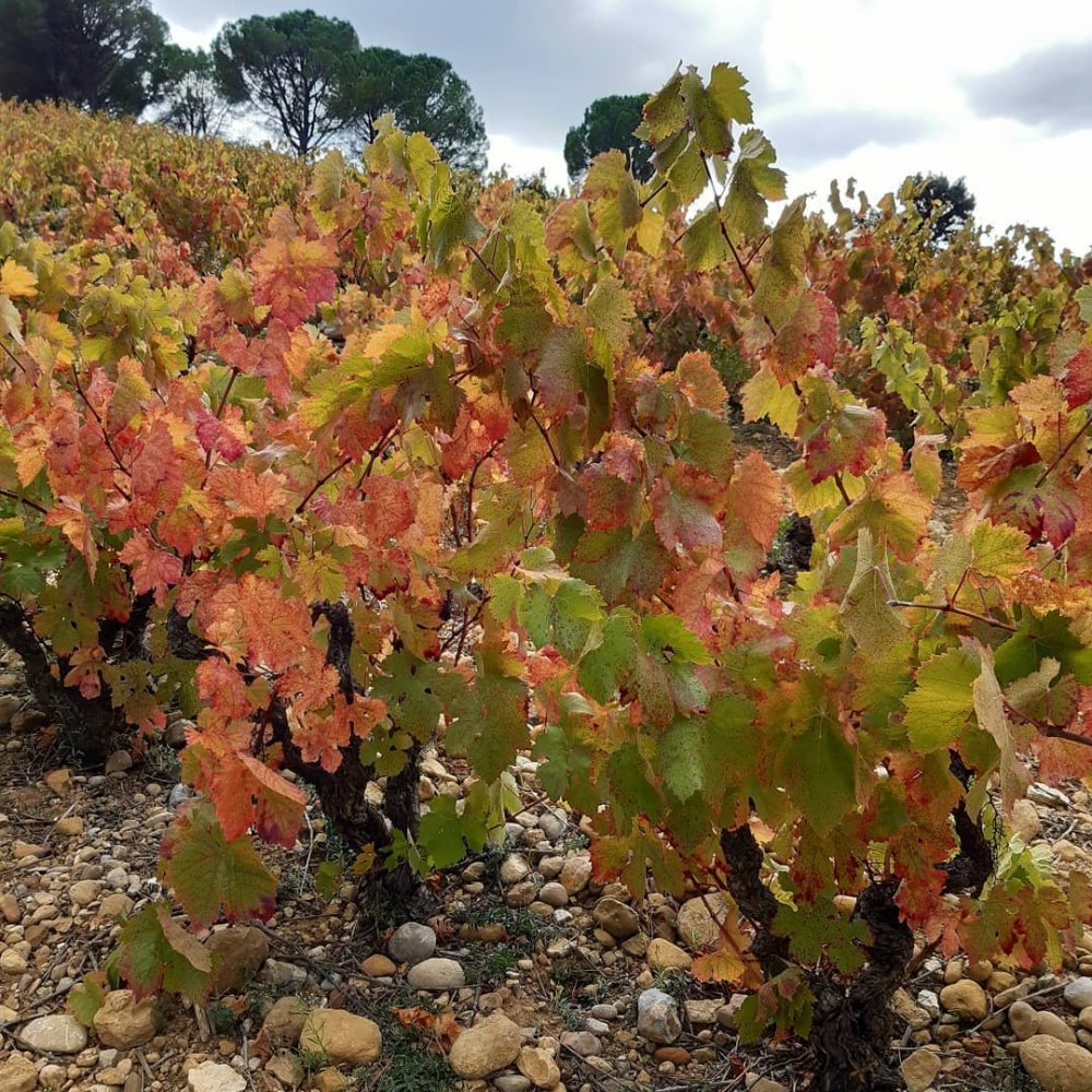 Terroir vinic Domaine Fontanel
