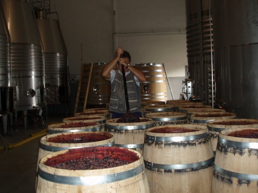 Bodegas Loli Casado - ruční promíchávání při fermentaci v otevřených sudech, výroba POLUS Tempranillo