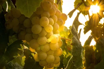 Corpinnat hrozny, Zdroj oficiální www sdružení Corpinnat