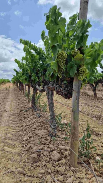 Základem Cava Reservy u jednoho z vybraných vinařství jsou dokonalé hrozny z keřů starých 70 a více let