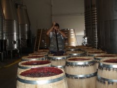Bodegas Loli Casado - ruční promíchávání při fermentaci v otevřených sudech, výroba POLUS Tempranillo Bodegas Loli Casado - ruční promíchávání při fermentaci v otevřených sudech, výroba POLUS Tempranillo