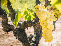 Hrozny po výrobu šumivého vína Cava Hrozny po výrobu šumivého vína Cava