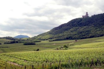 Vinice a kopec Rittersberg vinařství Frey Sohler 