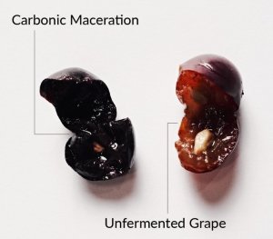 Srovnání bobule vína po karbonické maceraci s běžnou bobulí