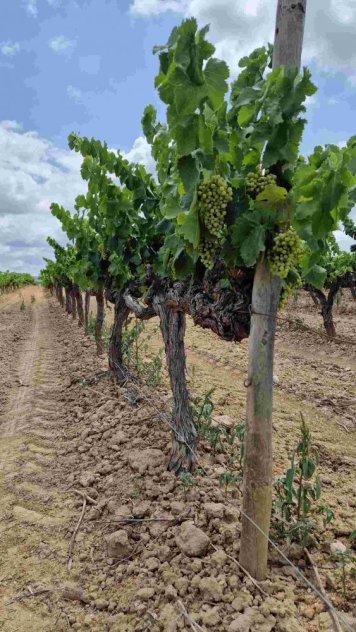 Základem Cava Reservy u jednoho z vybraných vinařství jsou dokonalé hrozny z keřů starých 70 a více let Základem Cava Reservy u jednoho z vybraných vinařství jsou dokonalé hrozny z keřů starých 70 a více let