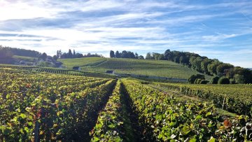 Vinice v oblasti Champagne
