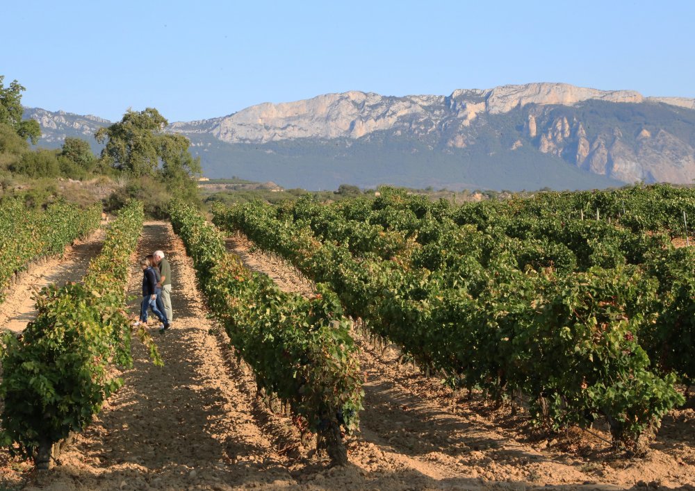Vinice Bodegas Larchago v Rioja Alavesa
