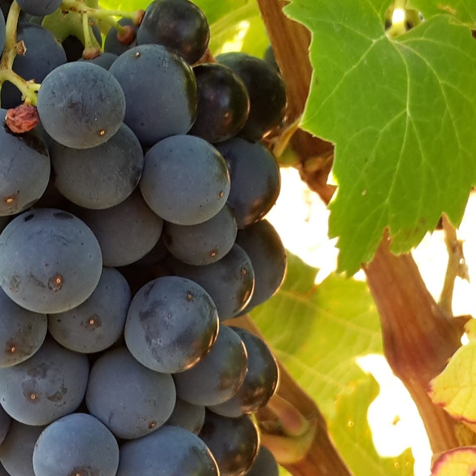 Vyzrálé hrozny z Domaine Fontanel