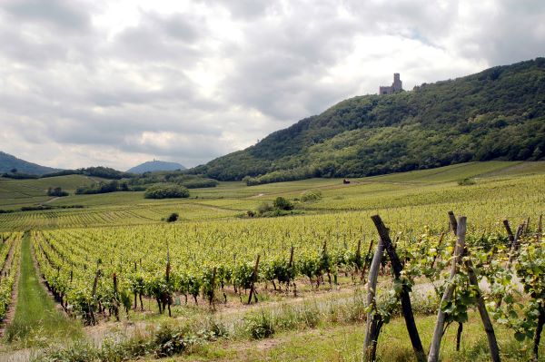 Fery Sohler vinice u kopce Rittersberg