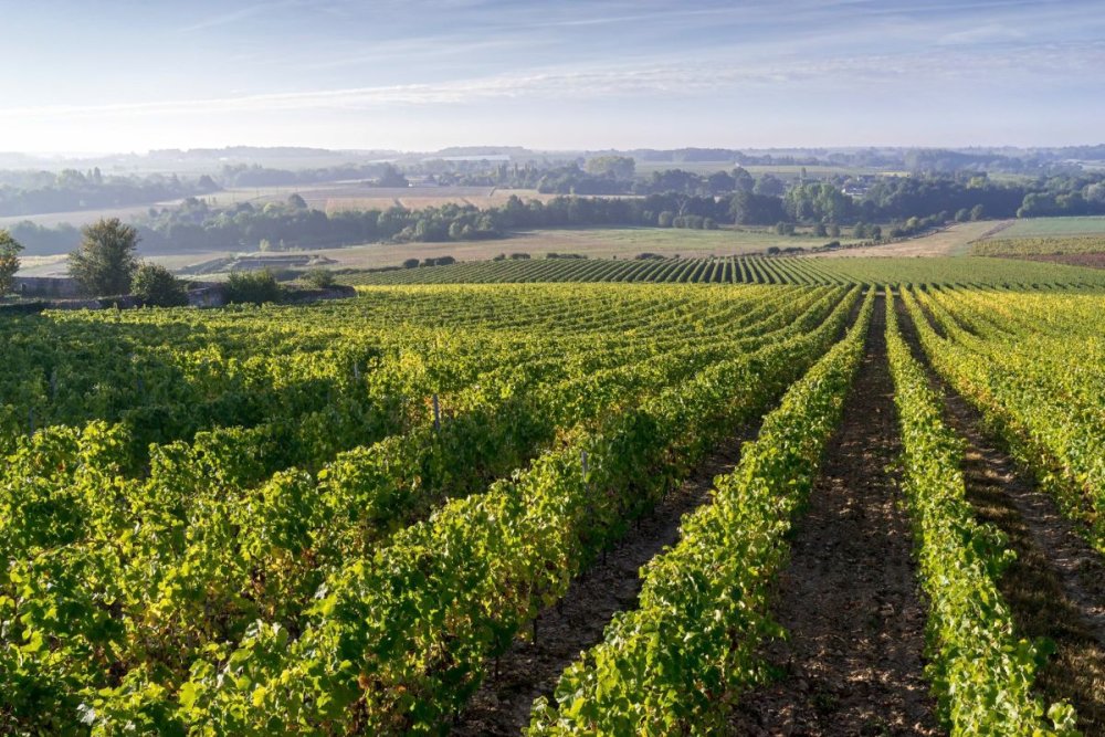 Vinice Chateau d'Avrillé