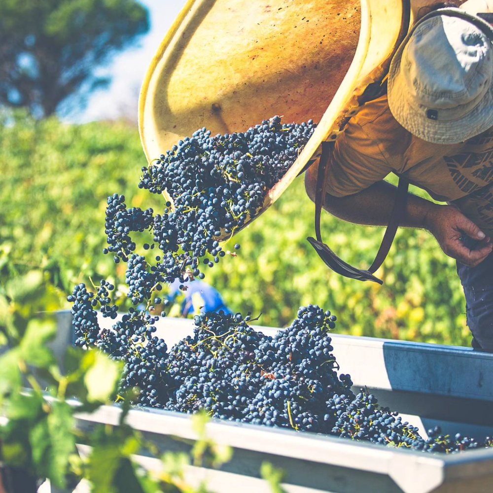 Sklizeň na vinicích Domaine Fontanel 